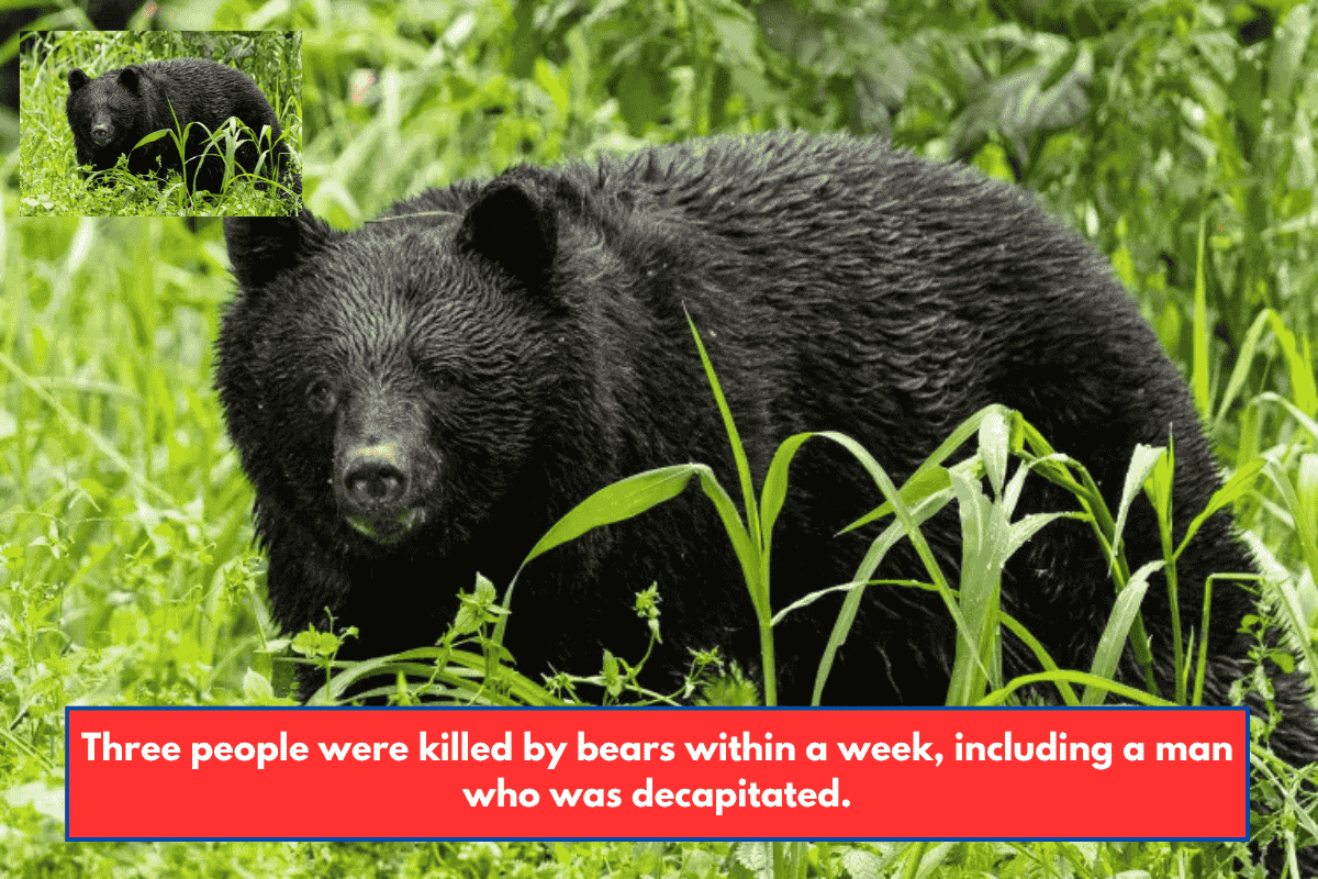 Three people were killed by bears within a week, including a man who was decapitated.