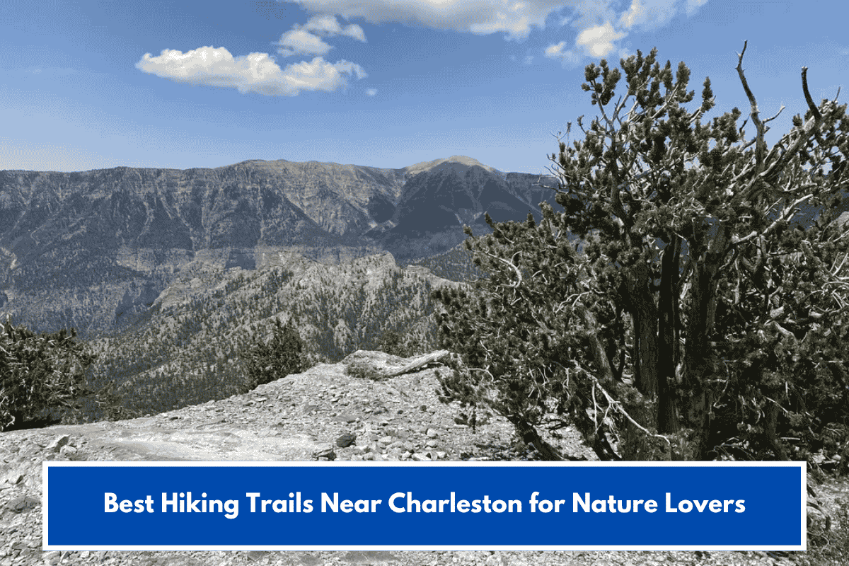 Best Hiking Trails Near Charleston for Nature Lovers