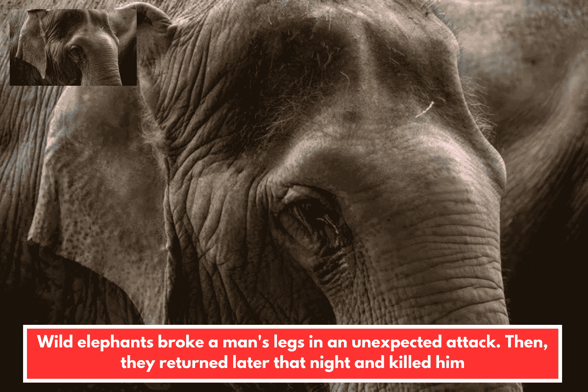 Wild elephants broke a man's legs in an unexpected attack. Then, they returned later that night and killed him
