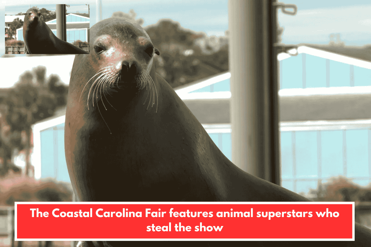 The Coastal Carolina Fair features animal superstars who steal the show