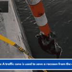 Watch: A traffic cone is used to save a raccoon from the ocean