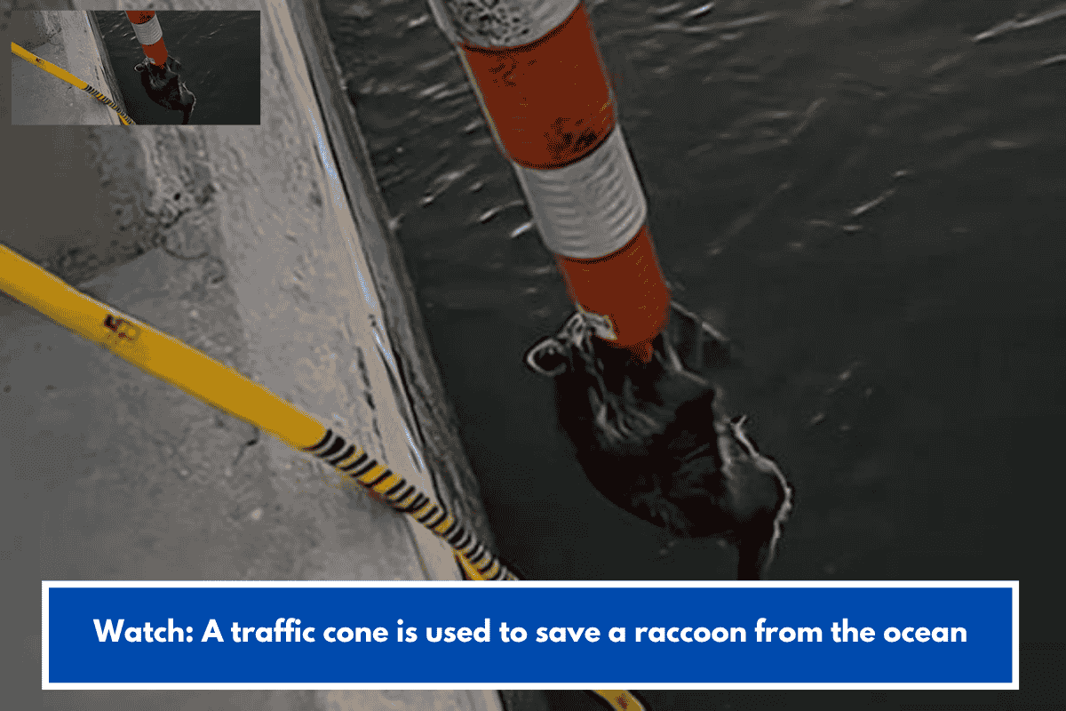 Watch: A traffic cone is used to save a raccoon from the ocean