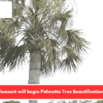 Mount Pleasant will begin Palmetto Tree Beautification Project