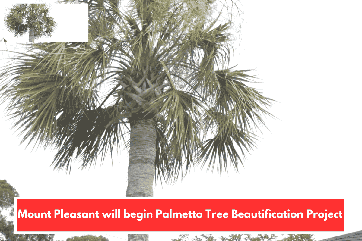 Mount Pleasant will begin Palmetto Tree Beautification Project