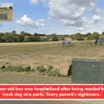 A five-year-old boy was hospitalized after being mauled by an off-leash dog at a park: 'Every parent's nightmare.'