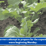 Local farmers attempt to prepare for the expected cold wave beginning Monday.