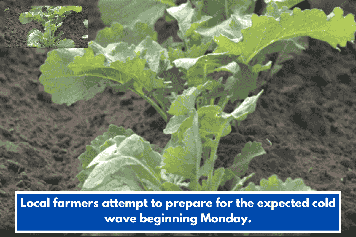 Local farmers attempt to prepare for the expected cold wave beginning Monday.