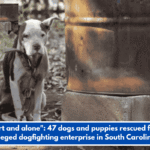 "Hurt and alone": 47 dogs and puppies rescued from alleged dogfighting enterprise in South Carolina.
