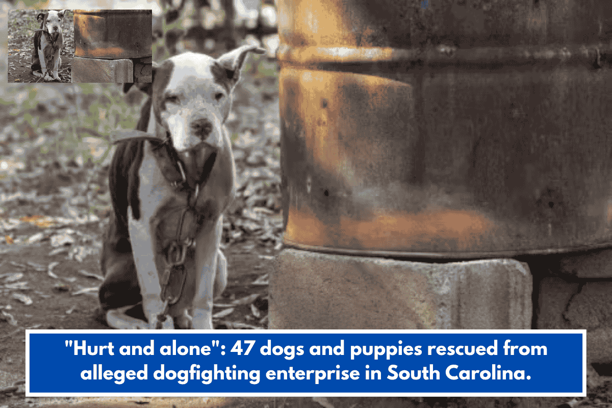 "Hurt and alone": 47 dogs and puppies rescued from alleged dogfighting enterprise in South Carolina.