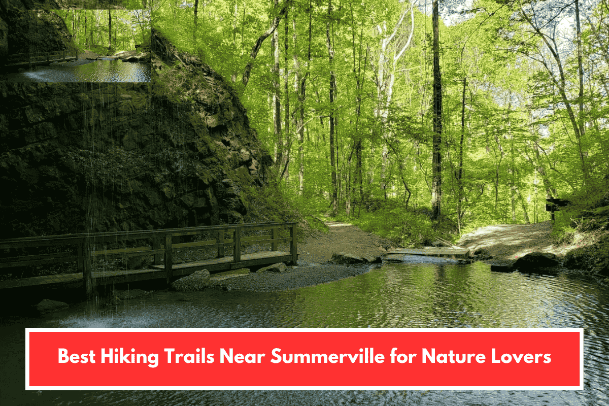 Best Hiking Trails Near Summerville for Nature Lovers