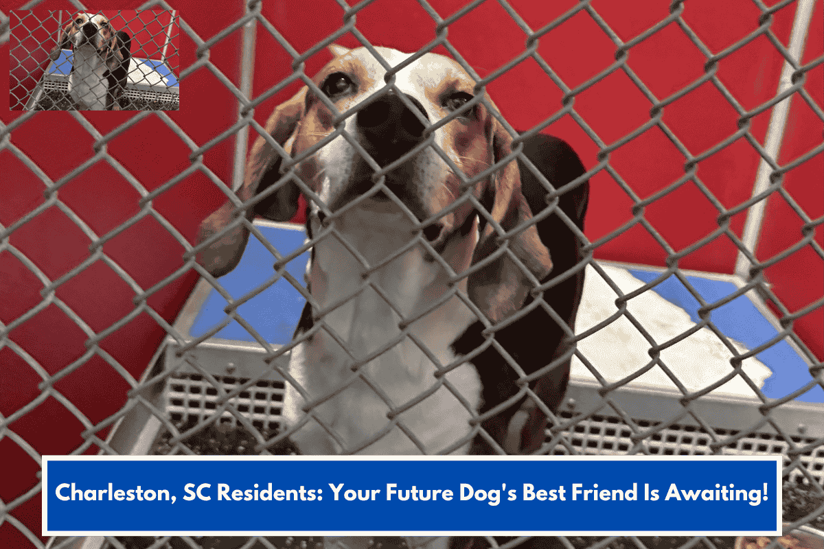 Charleston, SC Residents: Your Future Dog's Best Friend Is Awaiting!