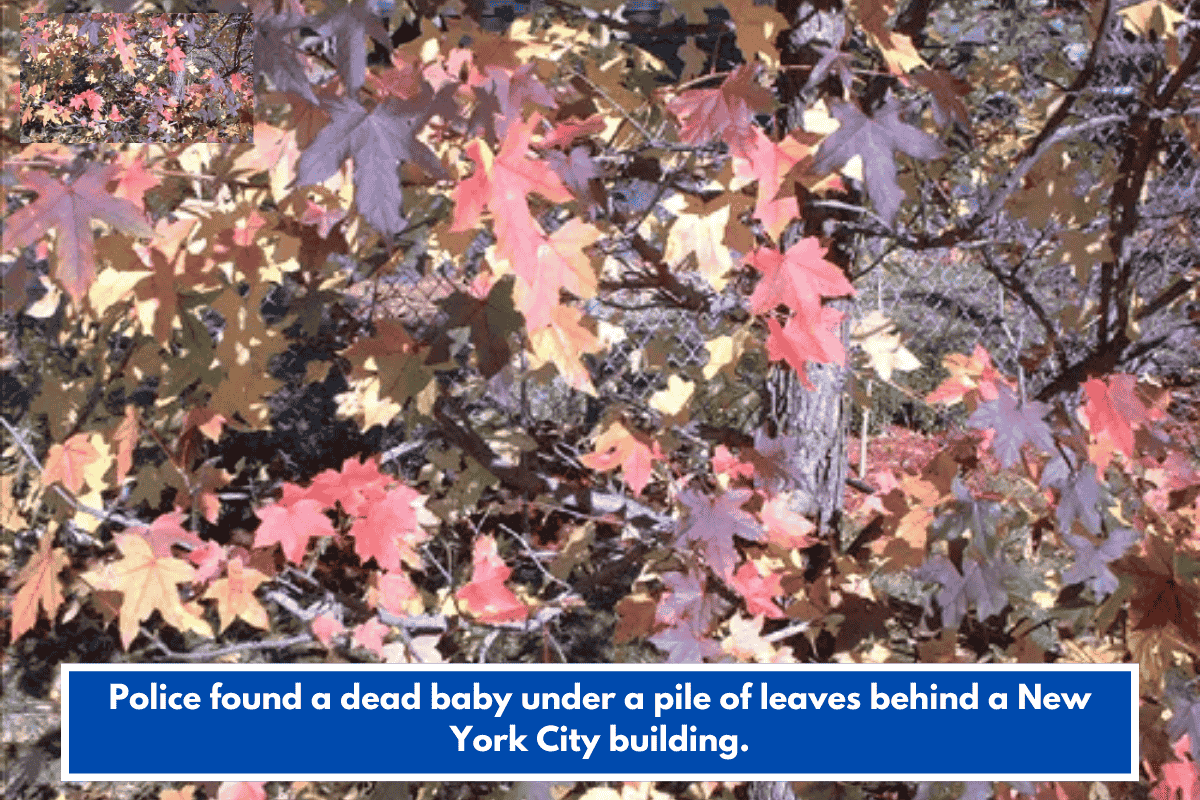 Police found a dead baby under a pile of leaves behind a New York City building.
