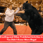Bear Wrestling and Other Prohibited Activities in Maine You Didn't Know Were Illegal