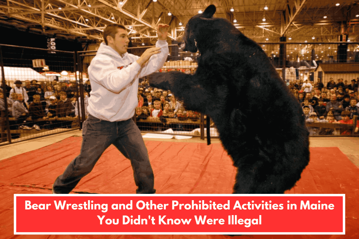 Bear Wrestling and Other Prohibited Activities in Maine You Didn't Know Were Illegal