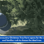 The Lowcountry Christmas Tree Farm opens for the season, and families rush to choose the ideal tree.