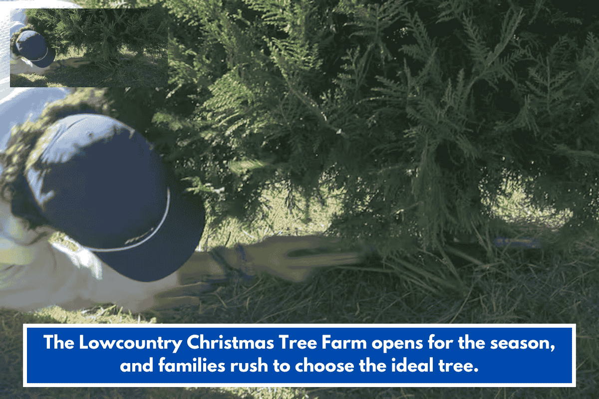 The Lowcountry Christmas Tree Farm opens for the season, and families rush to choose the ideal tree.