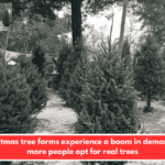Christmas tree farms experience a boom in demand as more people opt for real trees