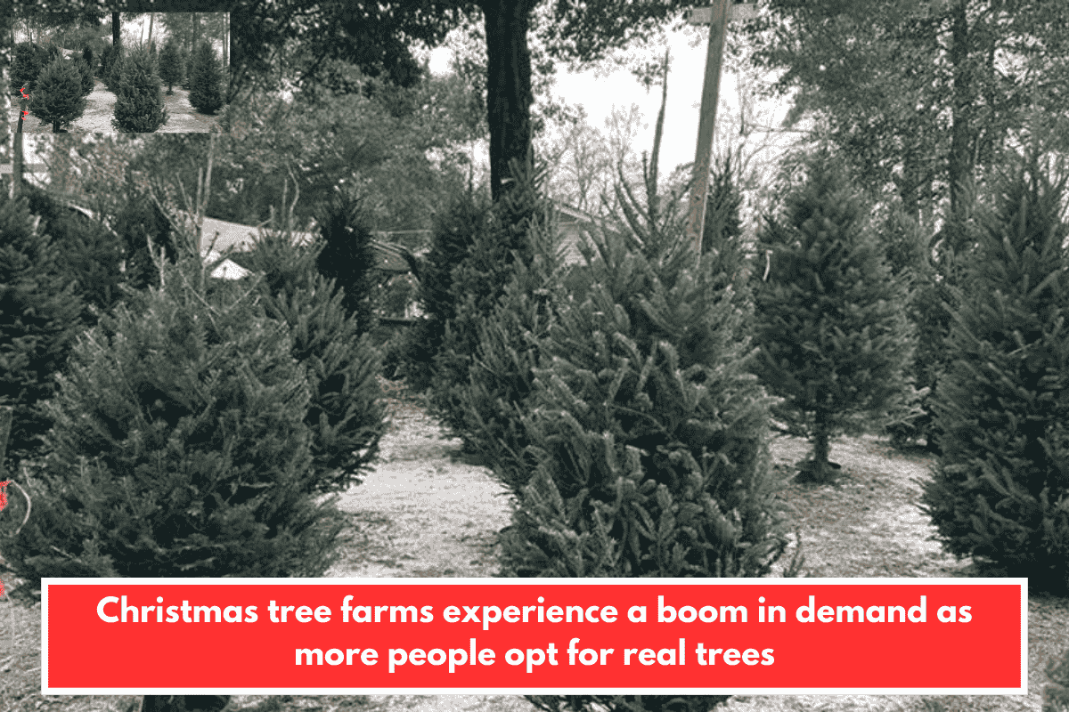 Christmas tree farms experience a boom in demand as more people opt for real trees
