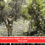 Coyote trapping season begins as IOP police reports dog abducted from yard