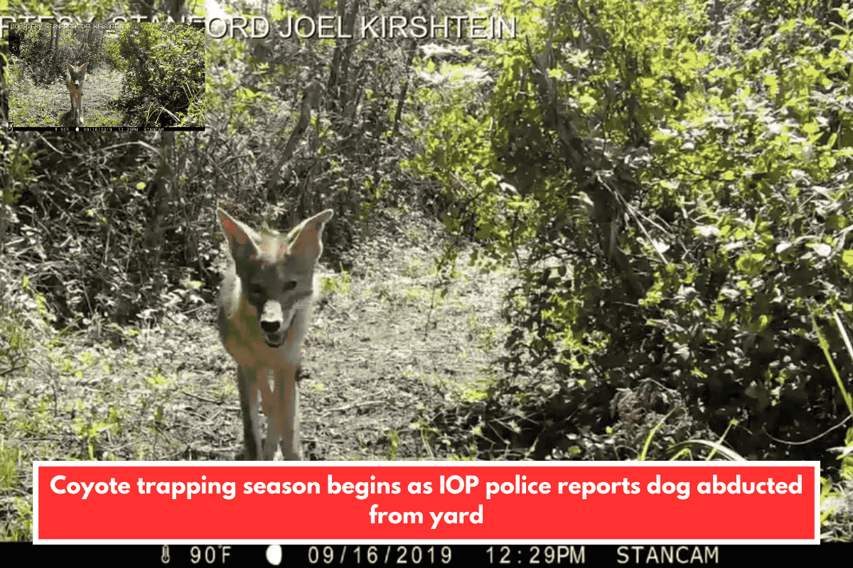 Coyote trapping season begins as IOP police reports dog abducted from yard