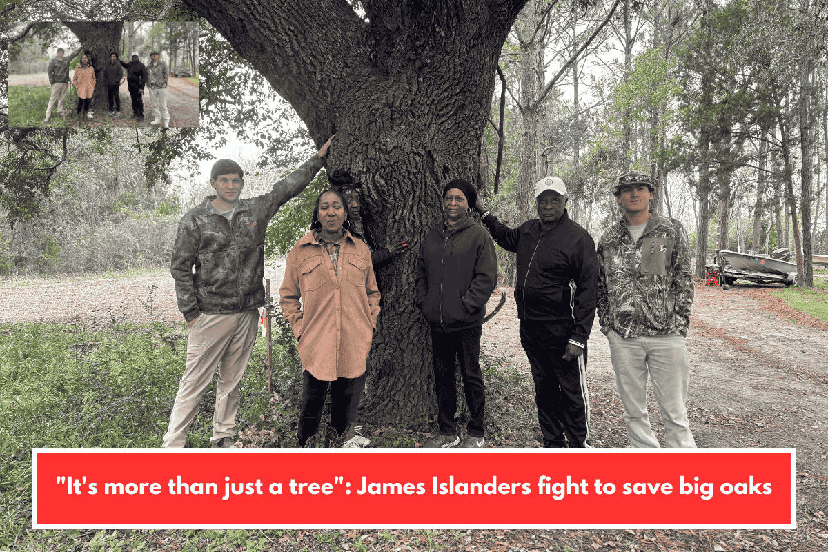 "It's more than just a tree": James Islanders fight to save big oaks