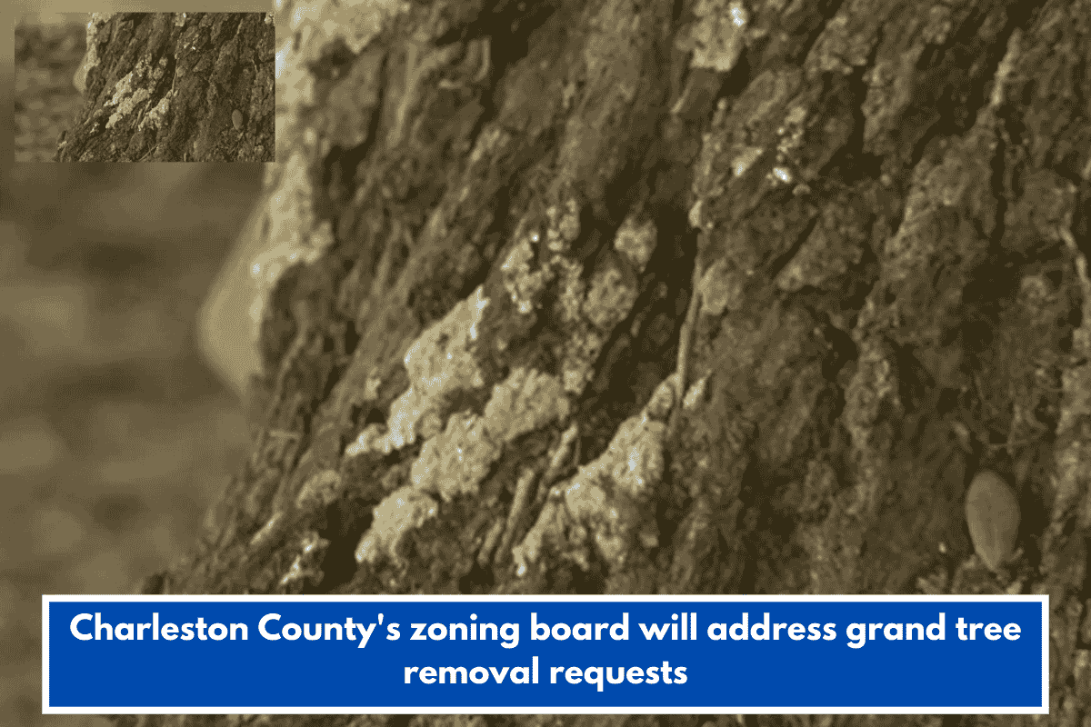 Charleston County's zoning board will address grand tree removal requests