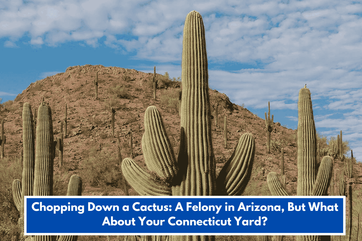 Chopping Down a Cactus: A Felony in Arizona, But What About Your Connecticut Yard?