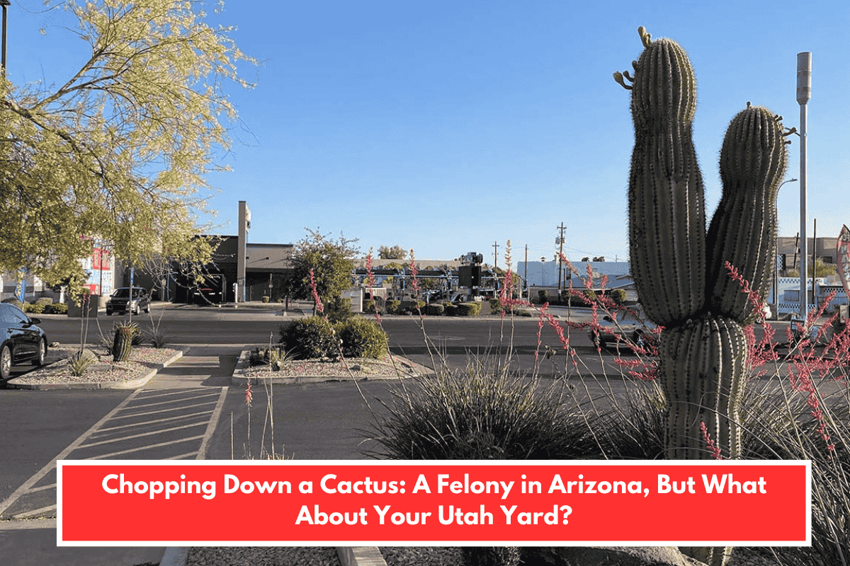 Chopping Down a Cactus: A Felony in Arizona, But What About Your Utah Yard?