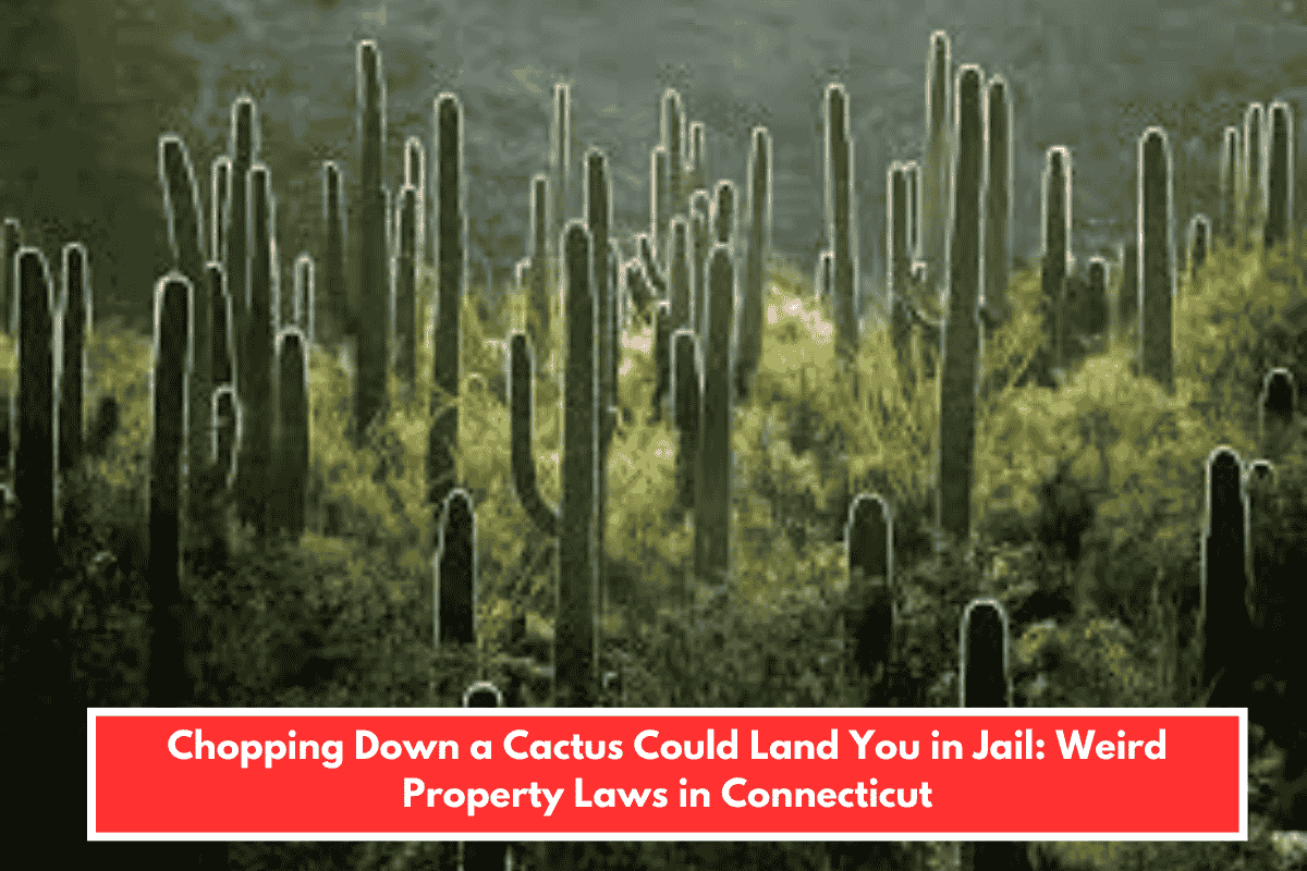 Chopping Down a Cactus Could Land You in Jail: Weird Property Laws in Connecticut