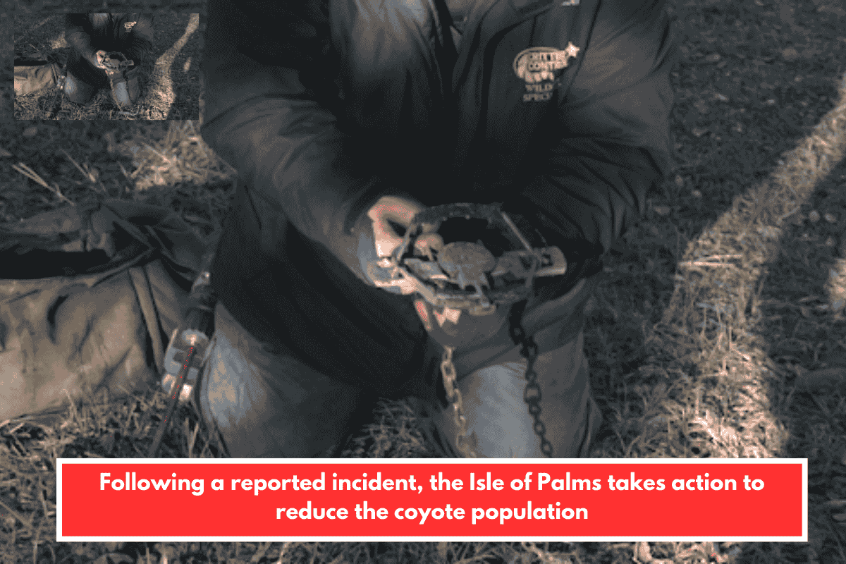Following a reported incident, the Isle of Palms takes action to reduce the coyote population