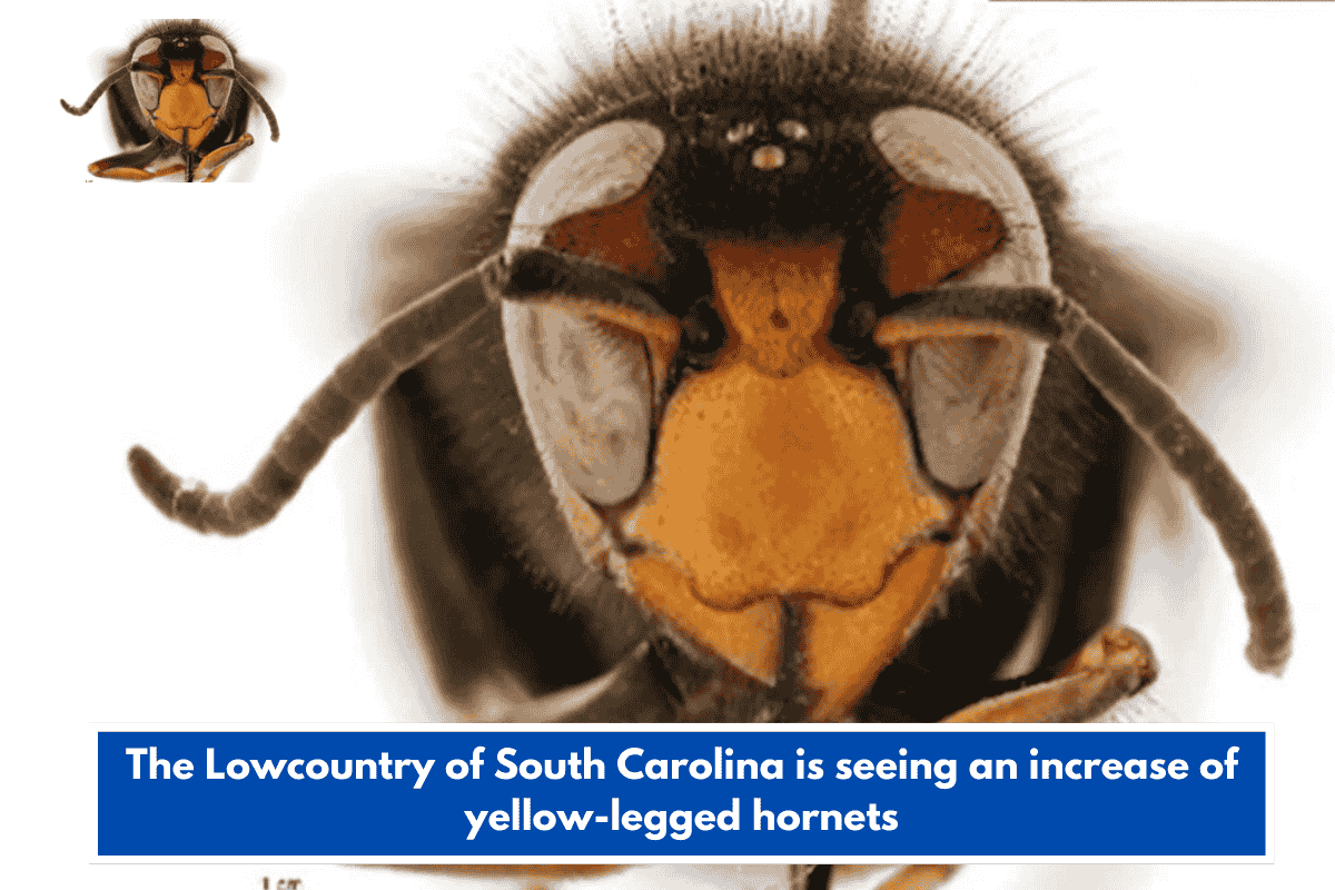 The Lowcountry of South Carolina is seeing an increase of yellow-legged hornets