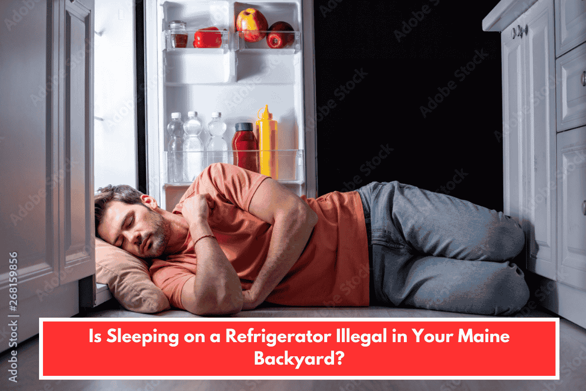 Is Sleeping on a Refrigerator Illegal in Your Maine Backyard?