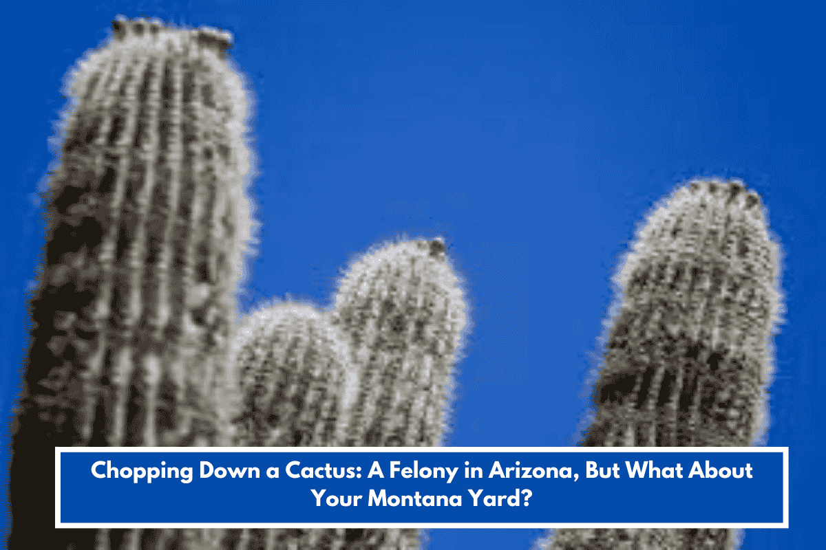 Chopping Down a Cactus: A Felony in Arizona, But What About Your Montana Yard?