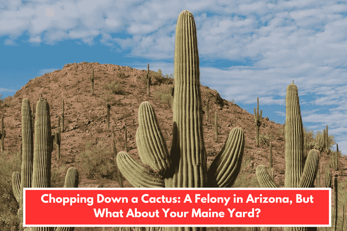 Chopping Down a Cactus: A Felony in Arizona, But What About Your Maine Yard?