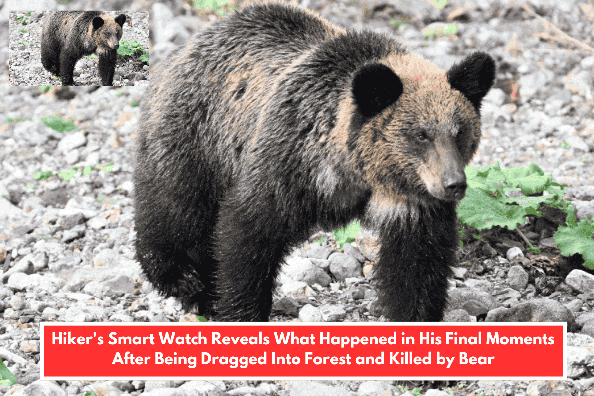 Hiker's Smart Watch Reveals What Happened in His Final Moments After Being Dragged Into Forest and Killed by Bear