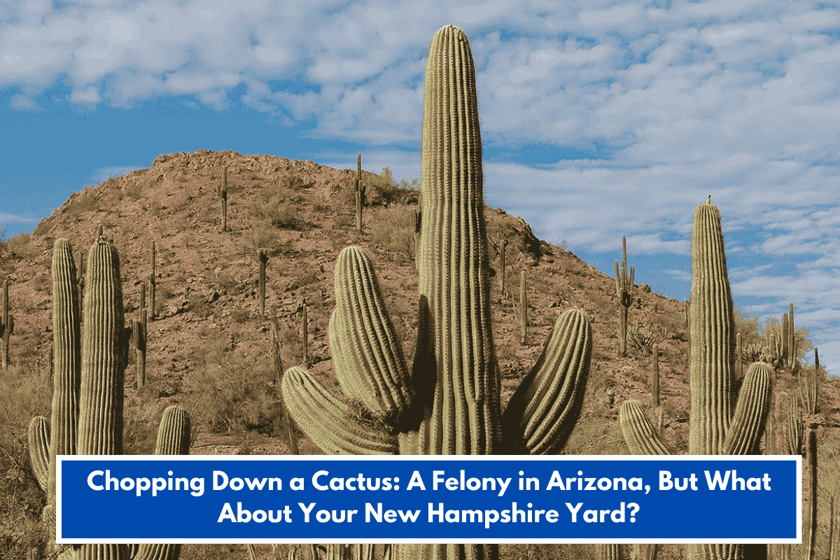 Chopping Down a Cactus: A Felony in Arizona, But What About Your New Hampshire Yard?