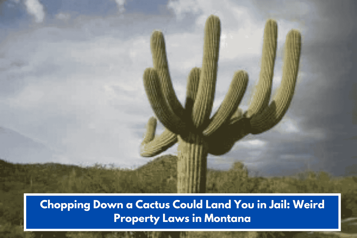 Chopping Down a Cactus Could Land You in Jail: Weird Property Laws in Montana