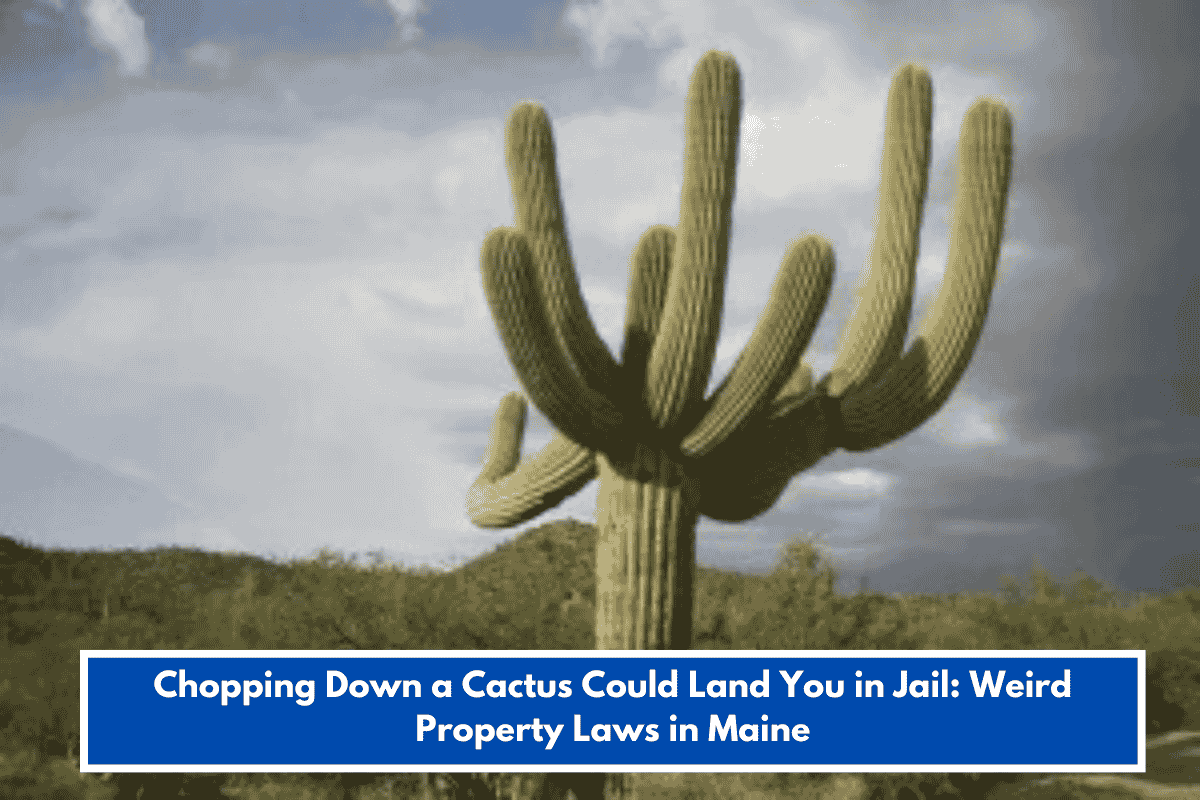 Chopping Down a Cactus Could Land You in Jail: Weird Property Laws in Maine