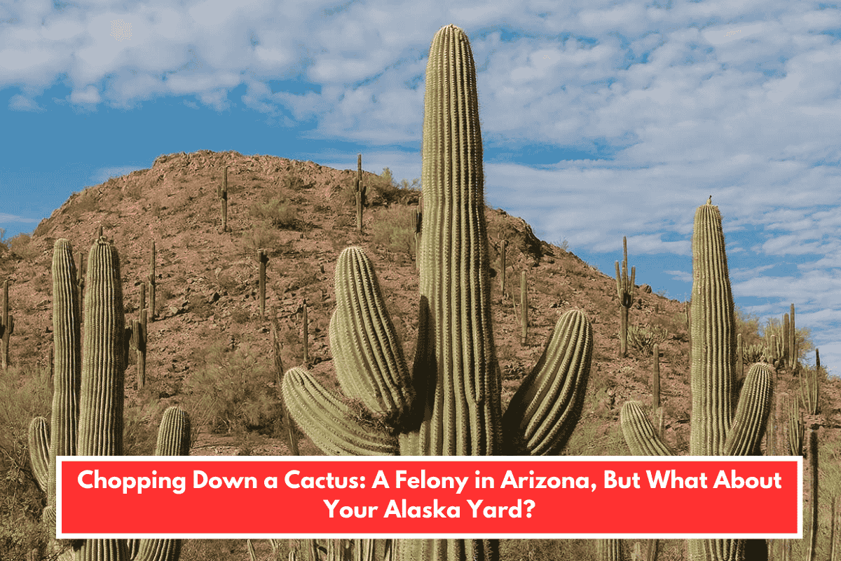 Chopping Down a Cactus: A Felony in Arizona, But What About Your Alaska Yard?