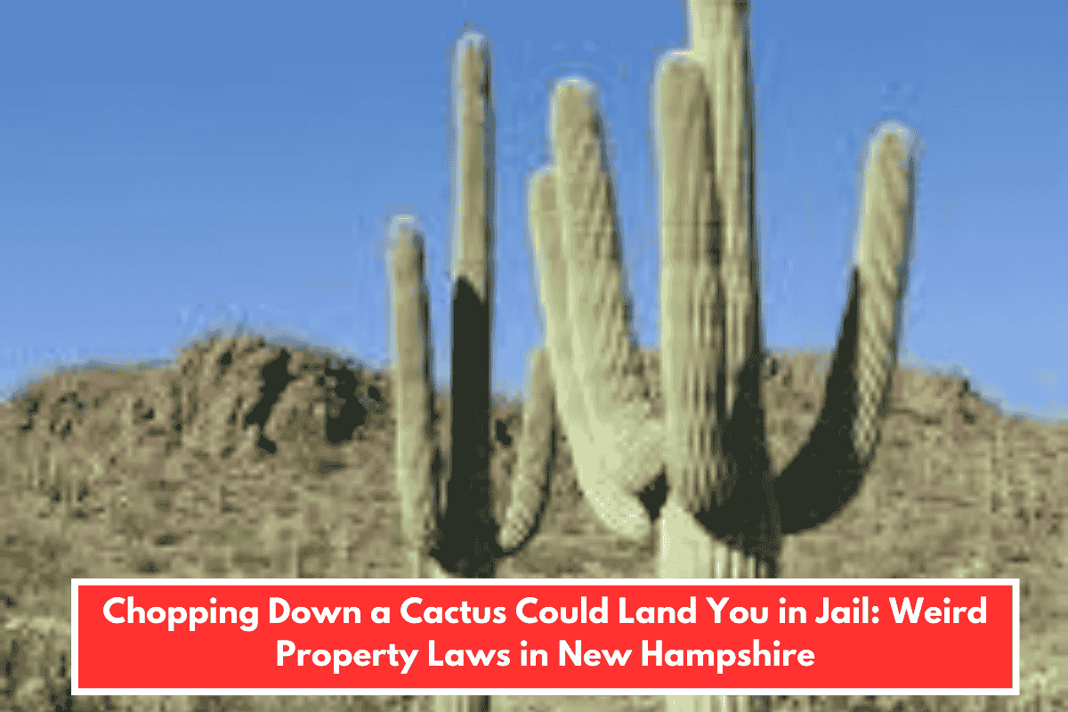 Chopping Down a Cactus Could Land You in Jail: Weird Property Laws in New Hampshire