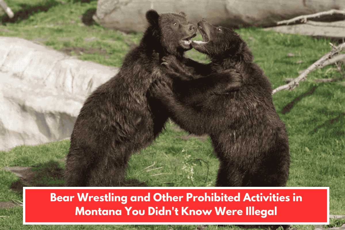 Bear Wrestling and Other Prohibited Activities in Montana You Didn't Know Were Illegal