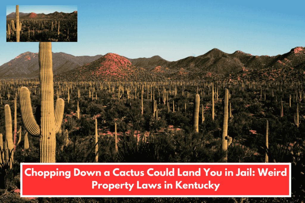 Chopping Down a Cactus Could Land You in Jail Weird Property Laws in