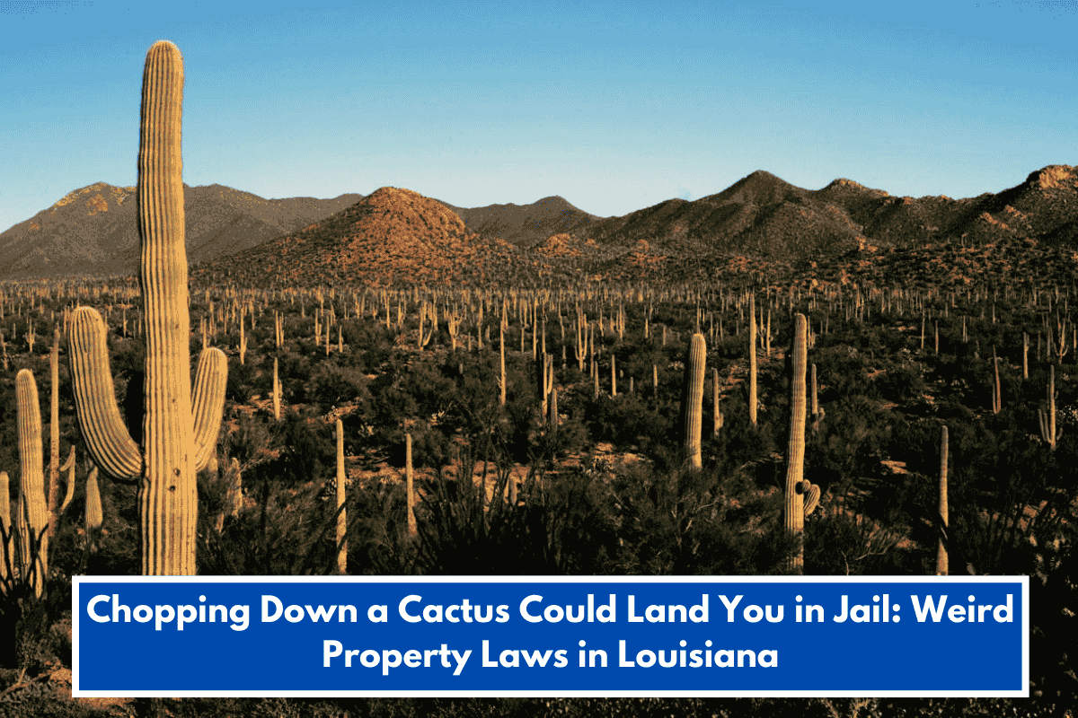 Chopping Down a Cactus Could Land You in Jail: Weird Property Laws in Louisiana