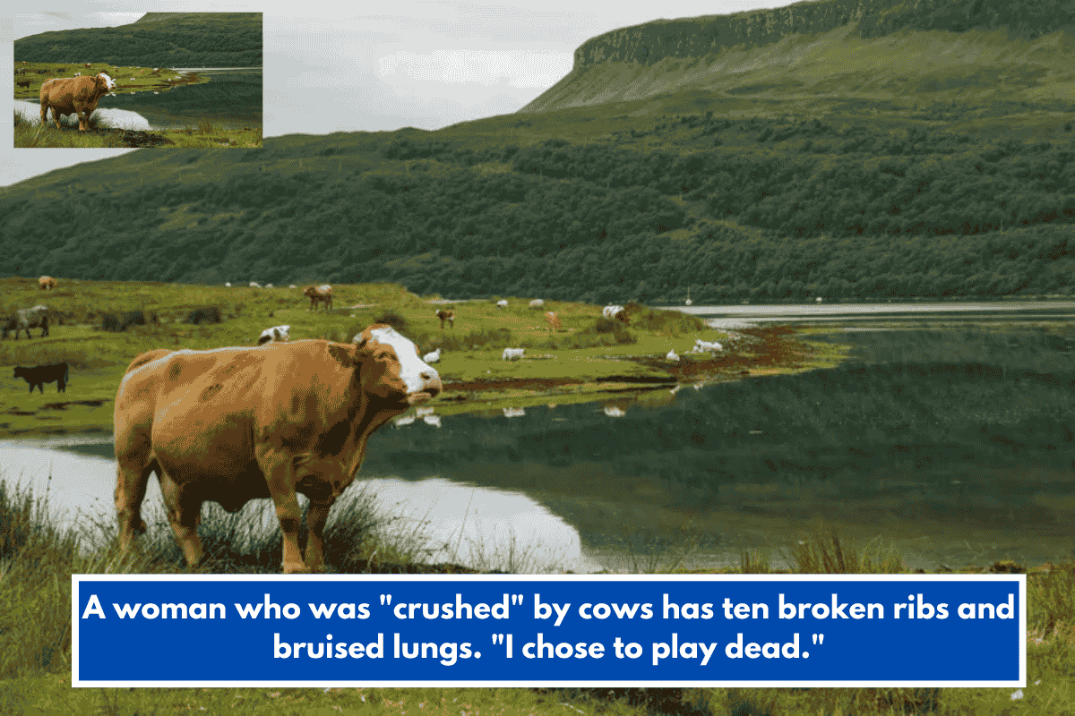 A woman who was "crushed" by cows has ten broken ribs and bruised lungs. "I chose to play dead."