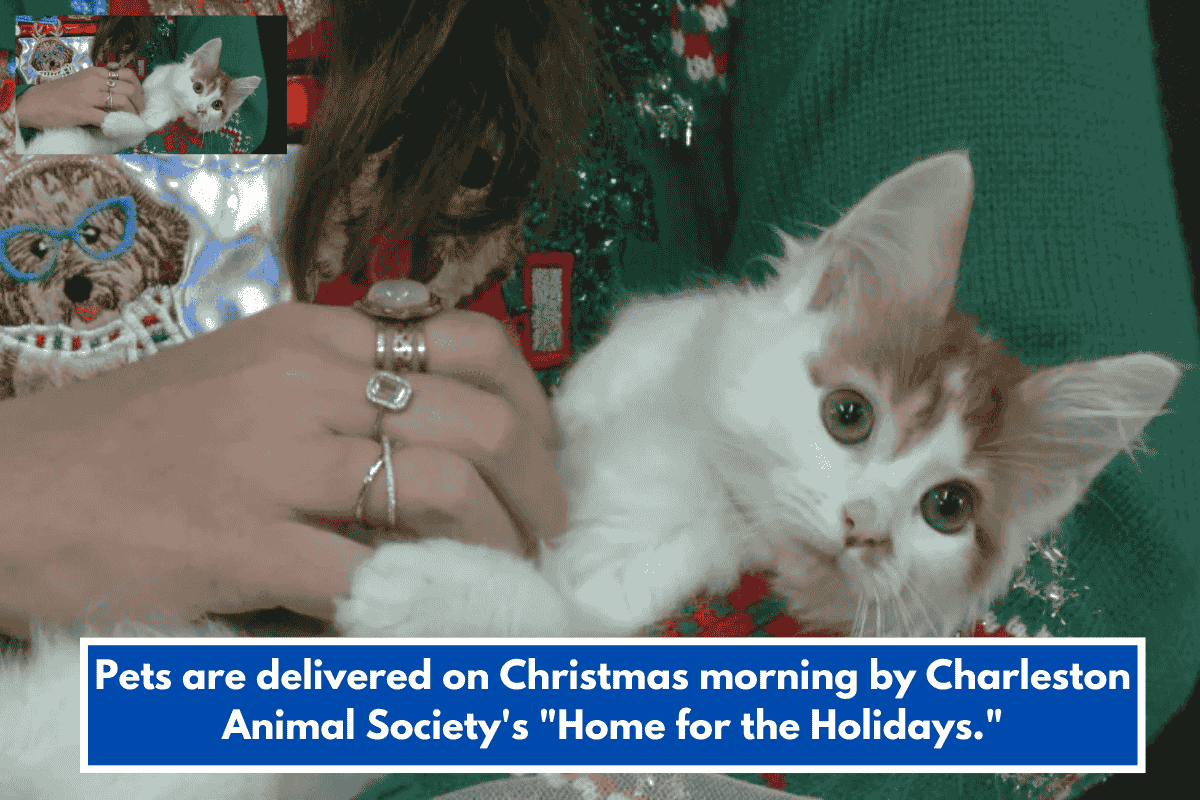 Pets are delivered on Christmas morning by Charleston Animal Society's "Home for the Holidays."