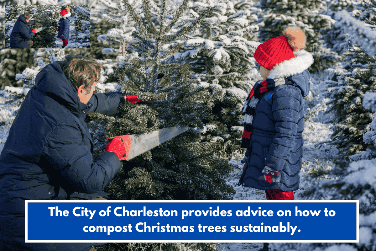 The City of Charleston provides advice on how to compost Christmas trees sustainably.