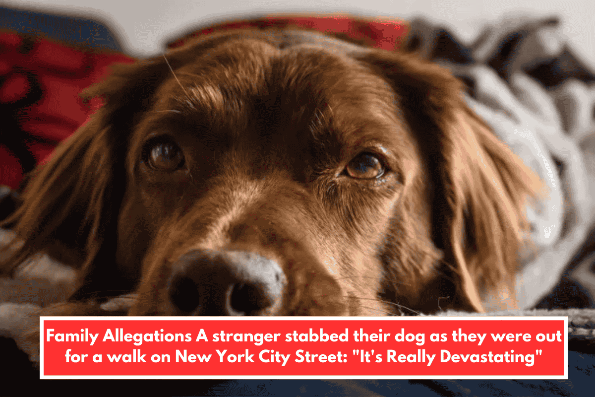 Family Allegations A stranger stabbed their dog as they were out for a walk on New York City Street: "It's Really Devastating"
