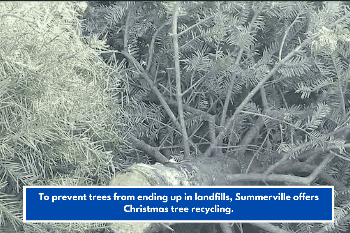 To prevent trees from ending up in landfills, Summerville offers Christmas tree recycling.