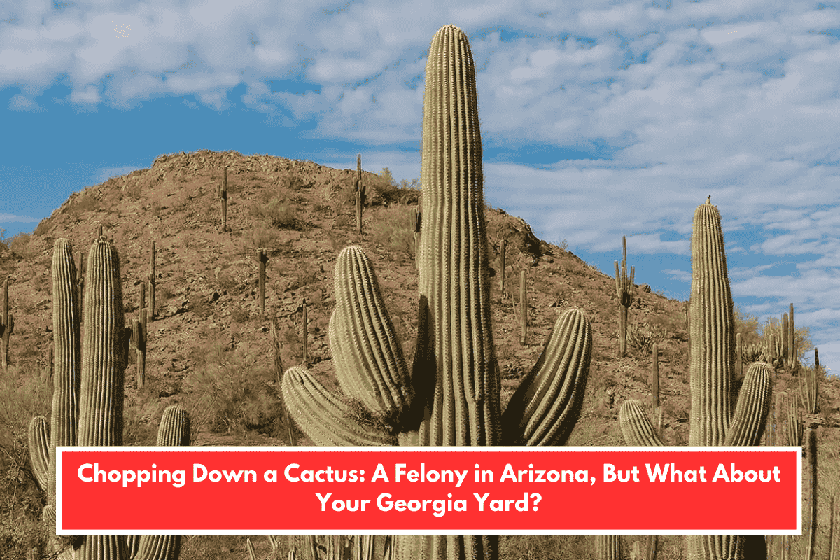 Chopping Down a Cactus: A Felony in Arizona, But What About Your Georgia Yard?