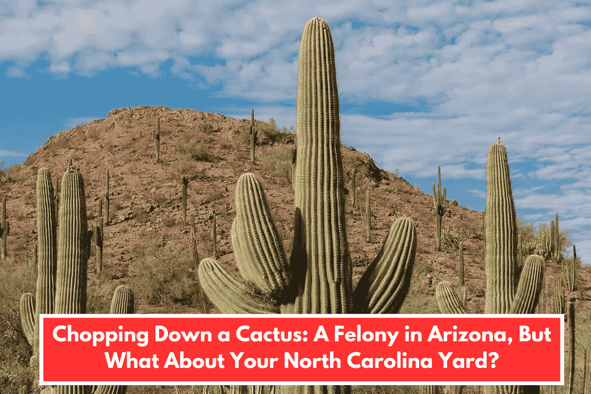 Chopping Down a Cactus: A Felony in Arizona, But What About Your North Carolina Yard?
